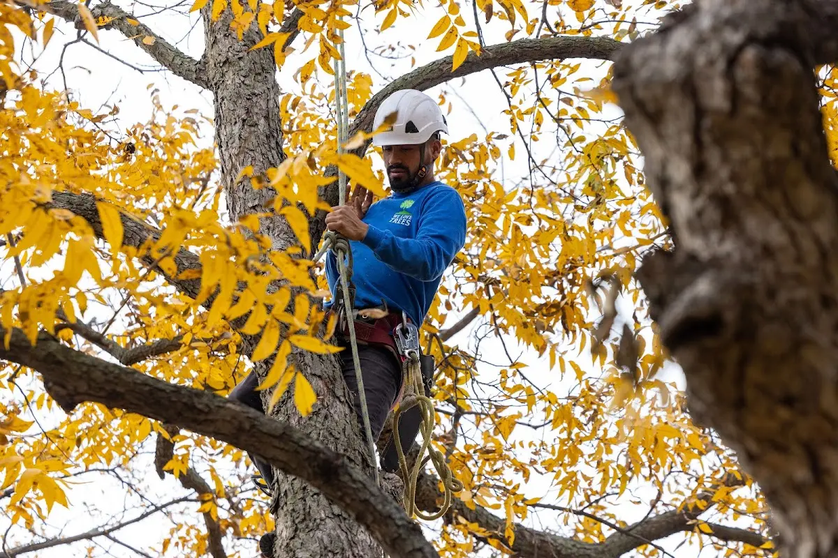Skilled Tree Planing crew working in West Hartford